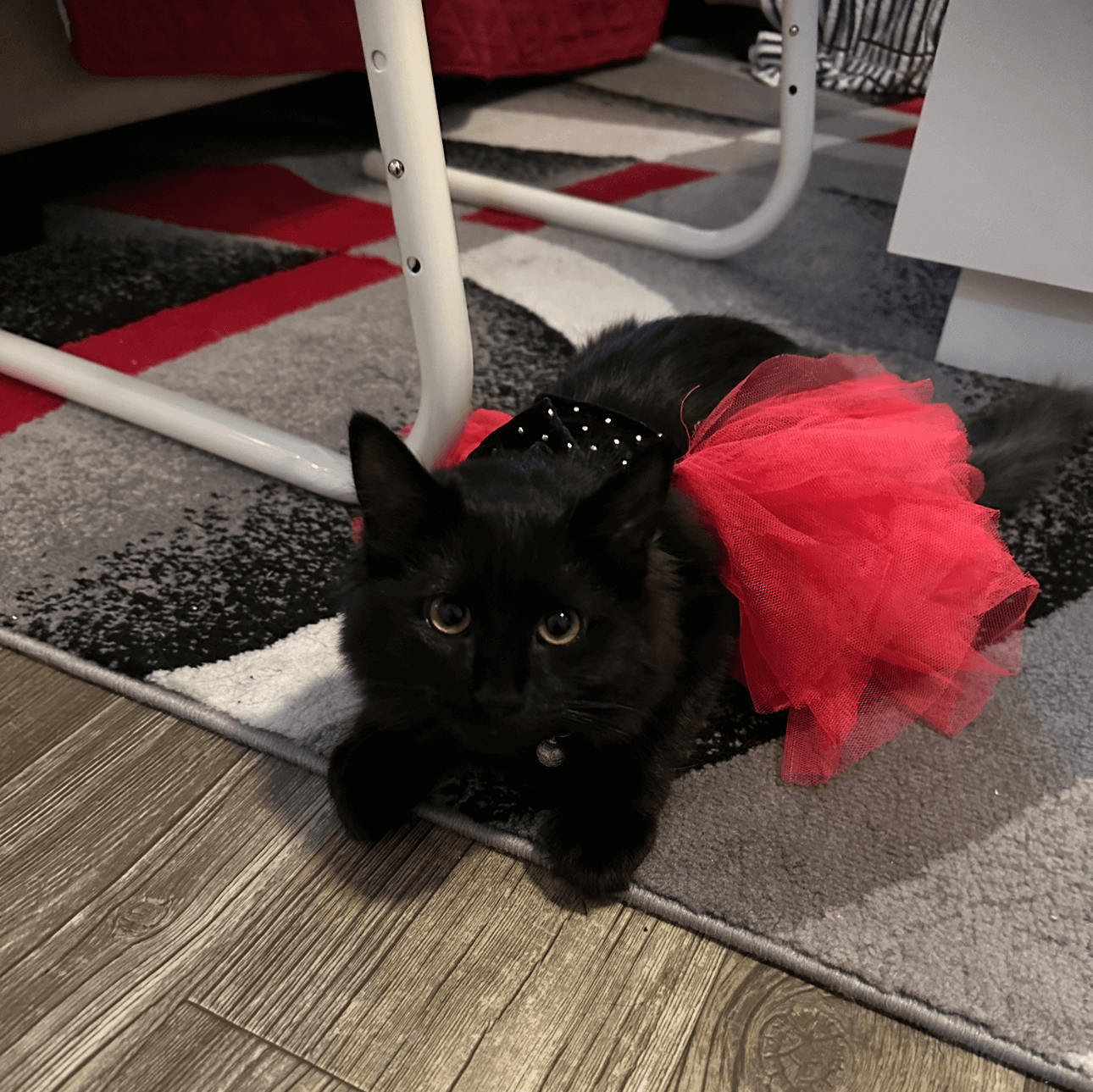 black kitten in ballerina costume