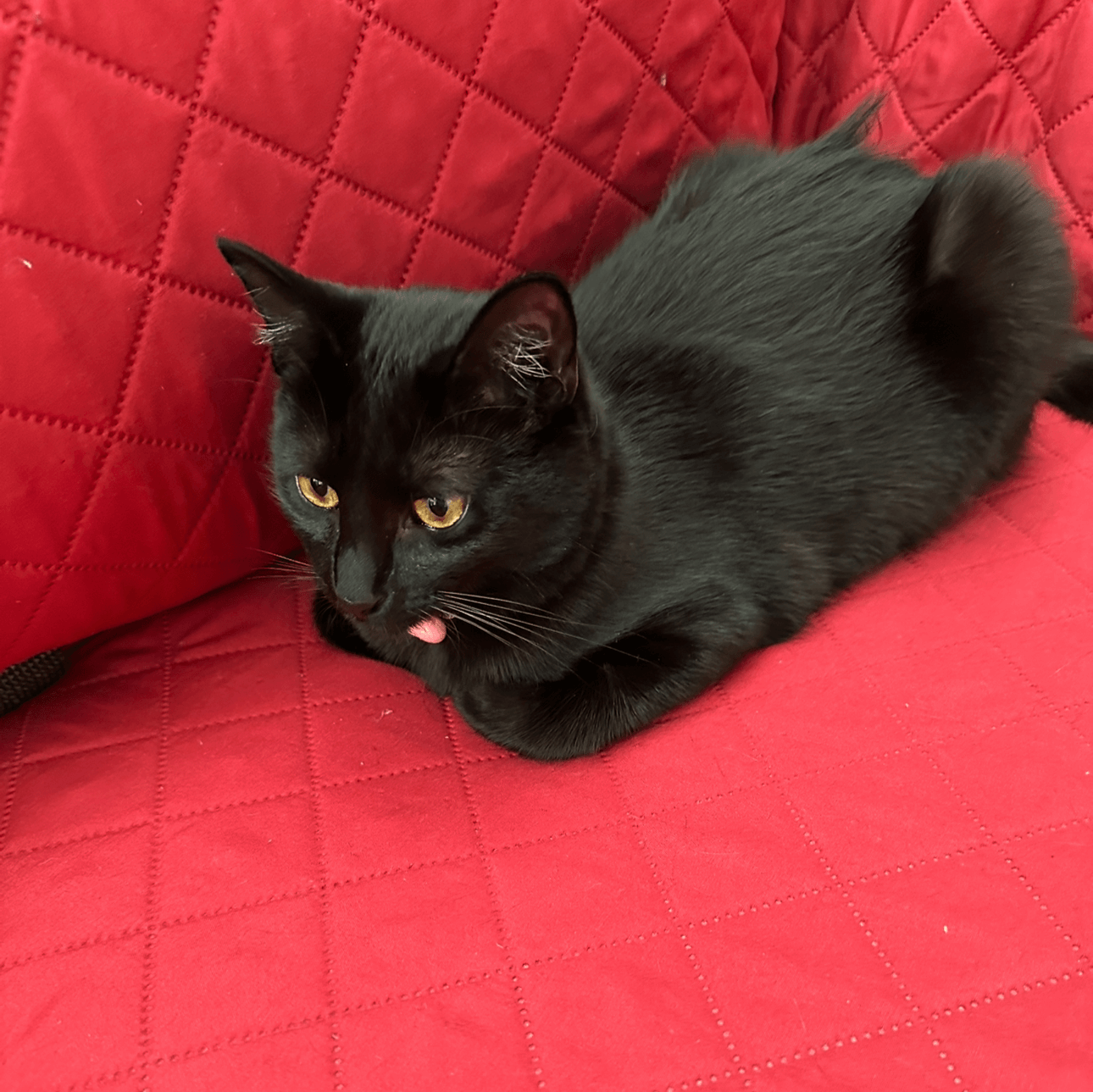 kitten just chilling on sofa