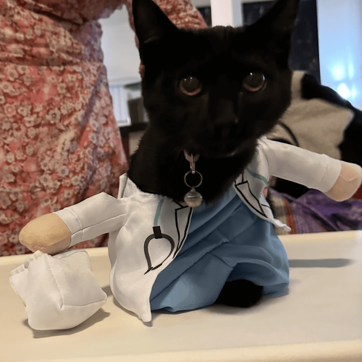 kitten dressed in a doctor costume