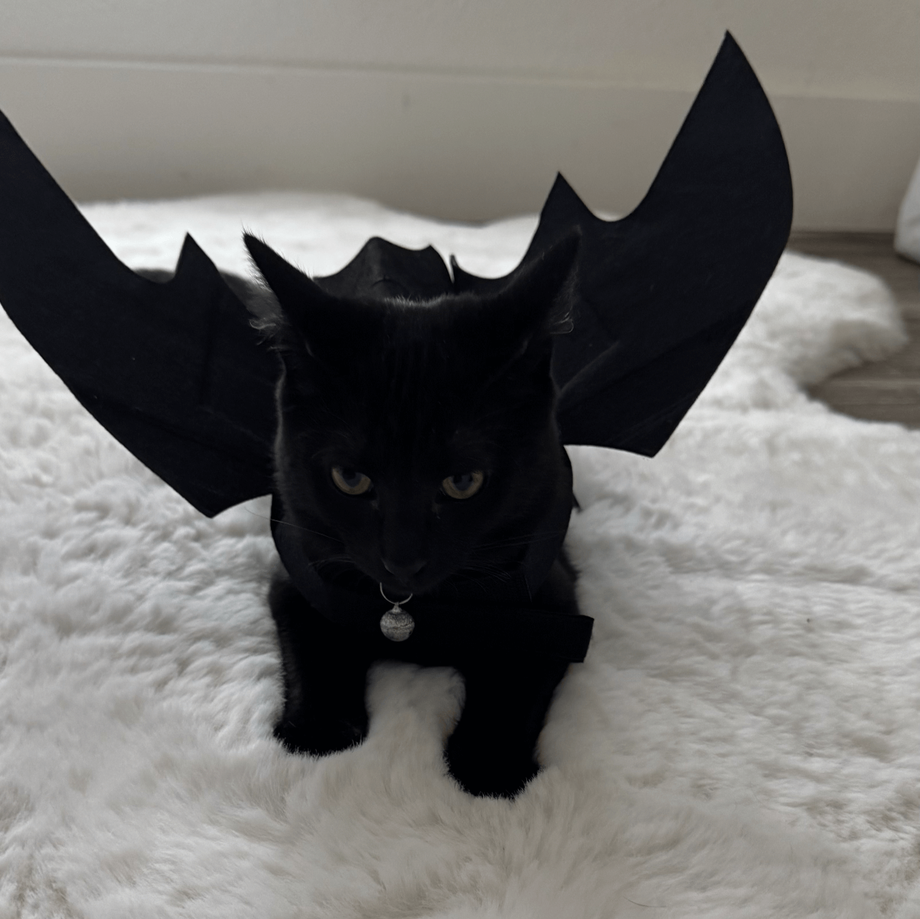 kitten in dragon costume