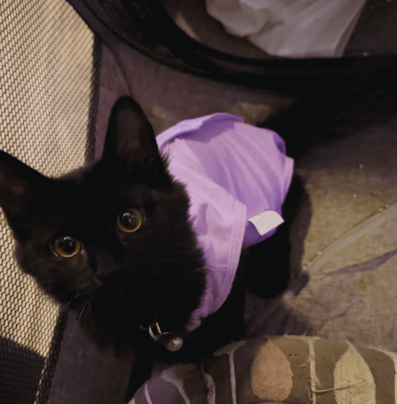 kitten wearing pink operation suit